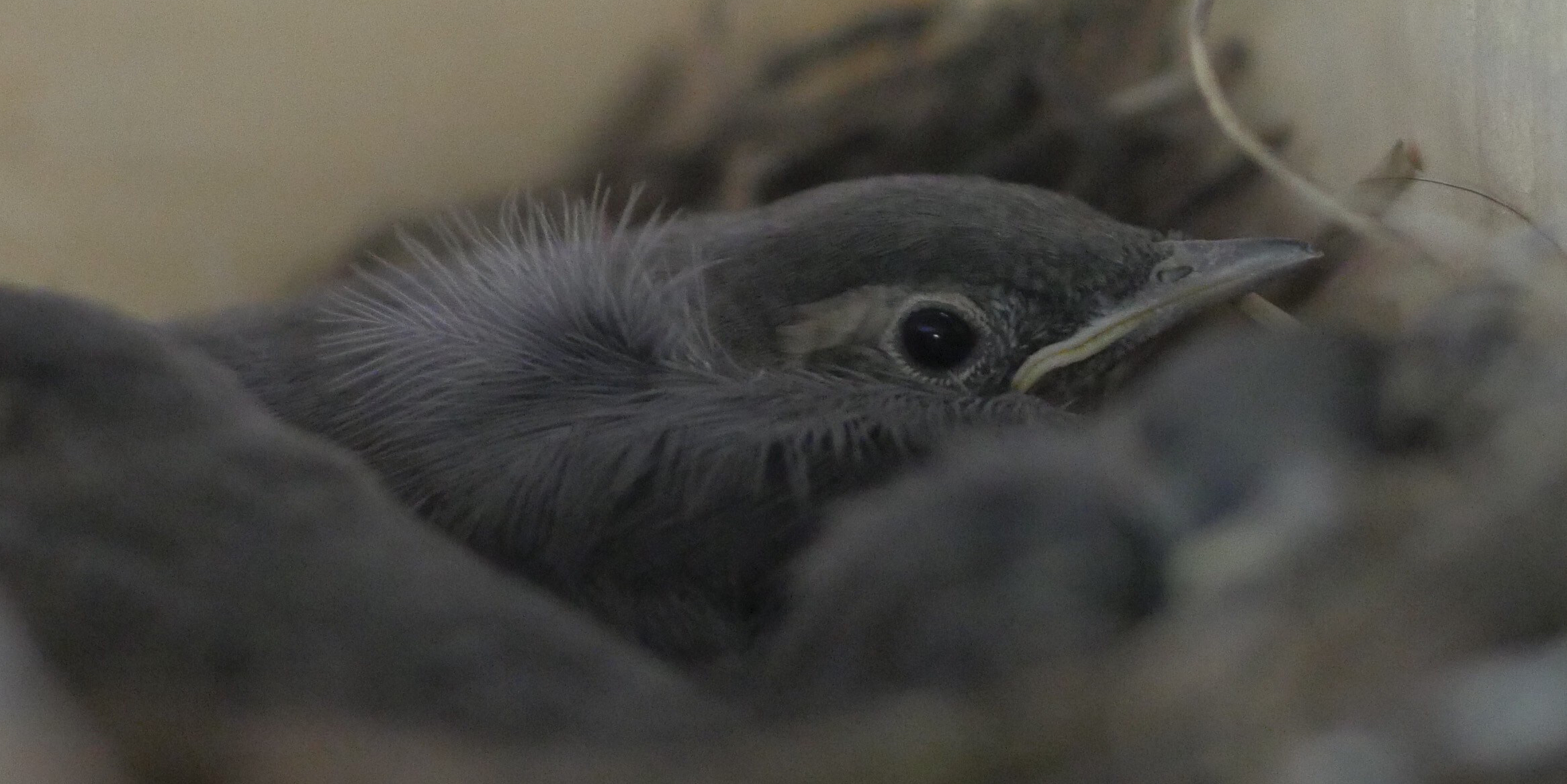 Linerla har bygd rede i gapahuken på Rubens plass. Nå er det unger i reiret. (Foto: Rune Myrland)